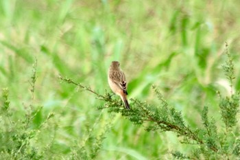 Amur Stonechat 和歌山市紀ノ川 Mon, 10/15/2018