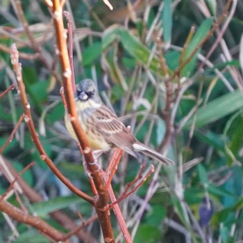 Masked Bunting 観音崎公園 Sun, 12/10/2023