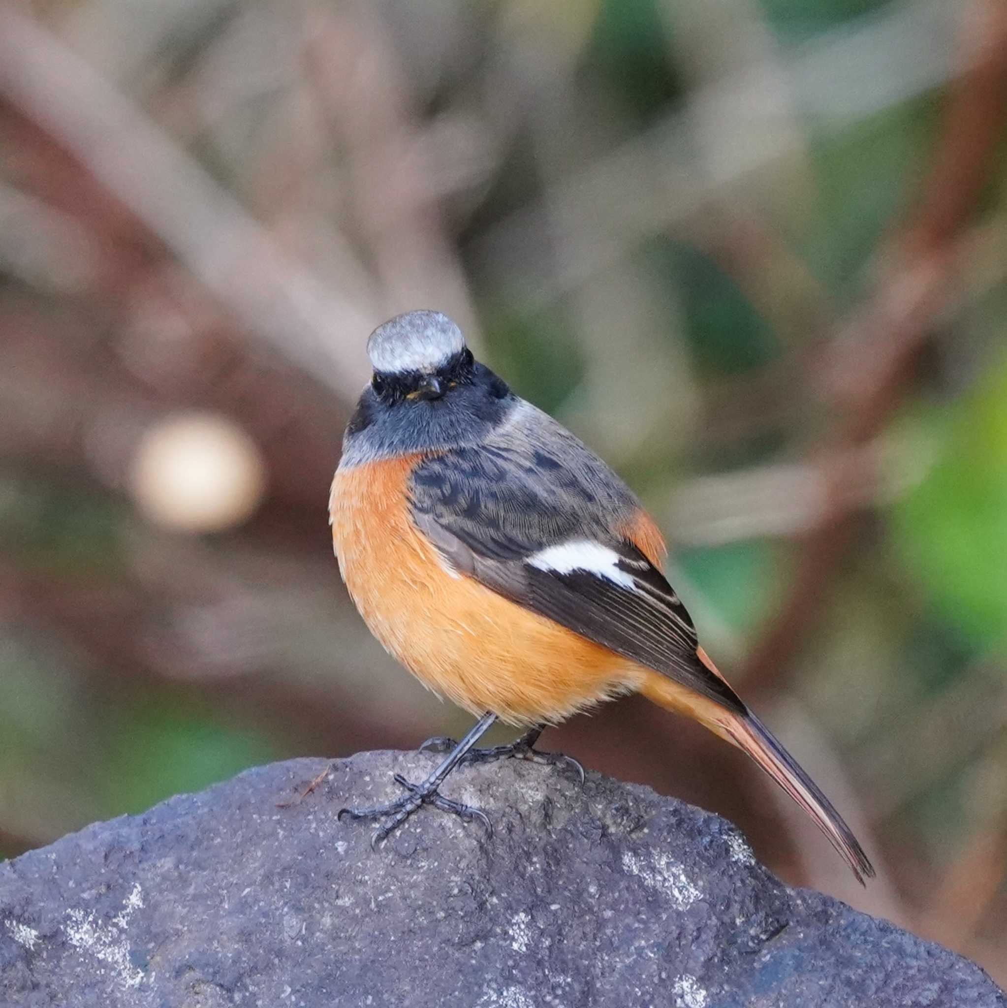 Photo of Daurian Redstart at 観音崎公園 by misa X