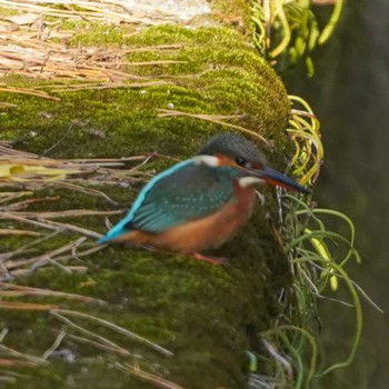 Common Kingfisher 横須賀市鴨居 Sun, 12/10/2023