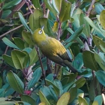 Warbling White-eye 観音崎公園 Sun, 12/10/2023