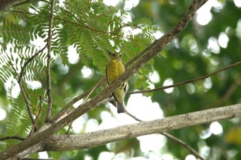 Ornate Sunbird East Coast Park Sun, 3/19/2023