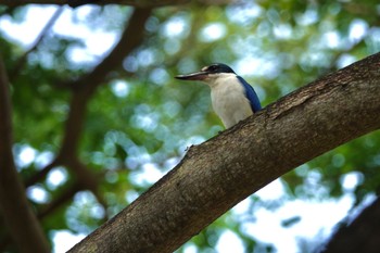 Collared Kingfisher East Coast Park Sun, 3/19/2023