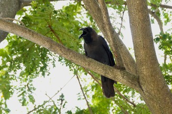 House Crow East Coast Park Sun, 3/19/2023