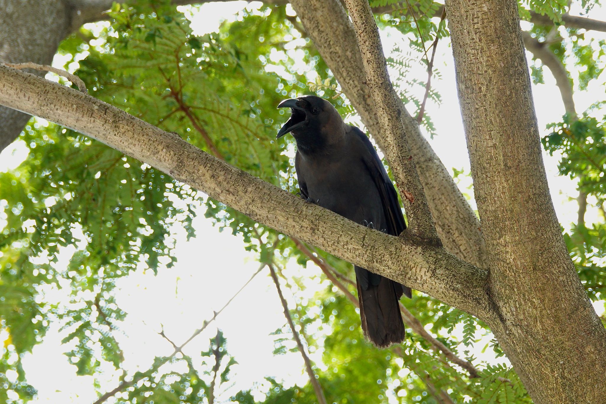 Photo of House Crow at East Coast Park by のどか