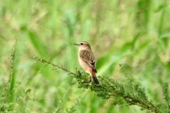 Amur Stonechat 和歌山市紀ノ川 Mon, 10/15/2018