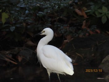 コサギ 都内公園 2023年12月10日(日)