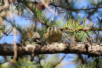 Mon, 10/15/2018 Birding report at 北海道 函館市 東山