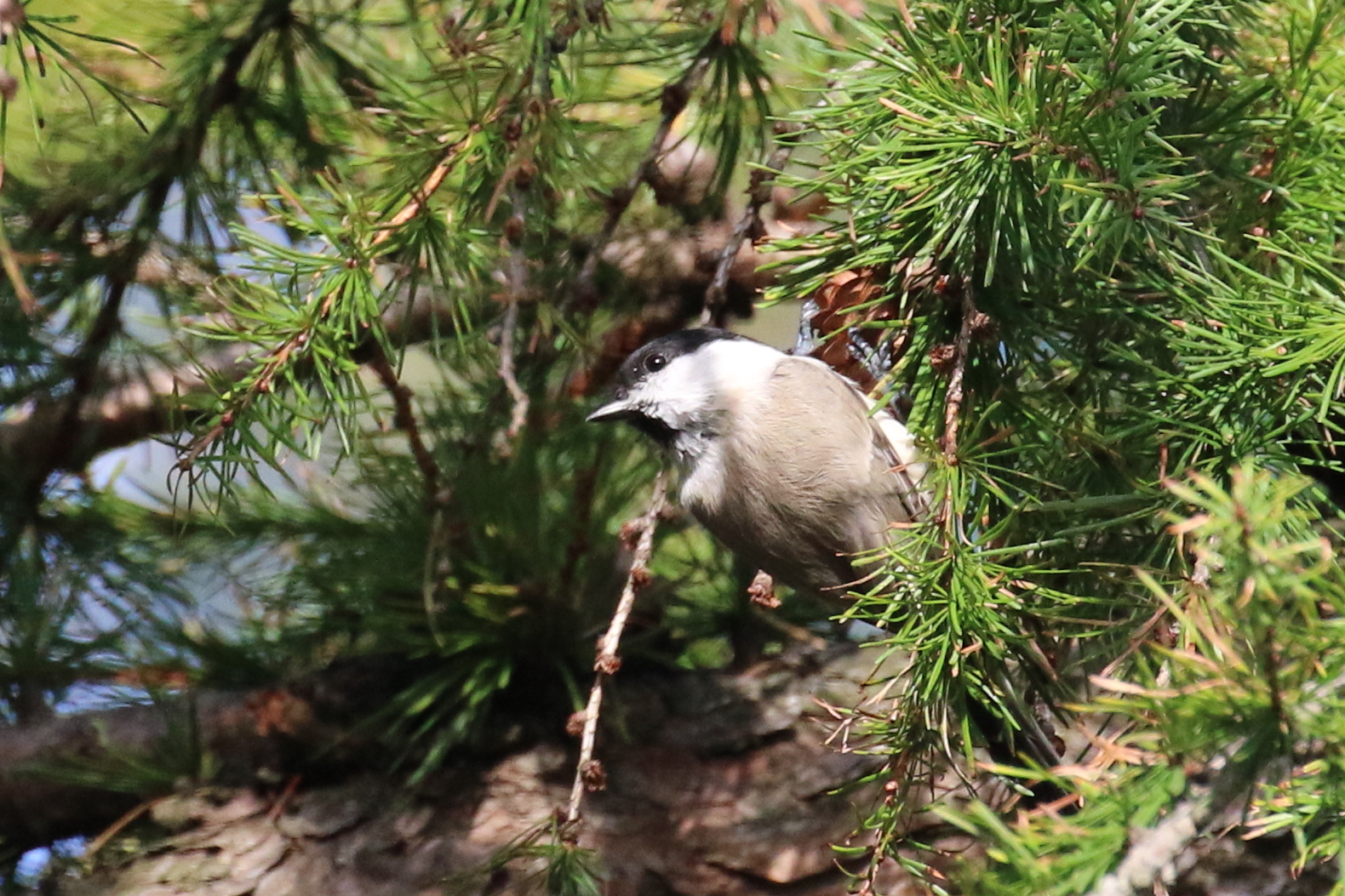 Marsh Tit