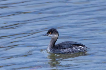 Black-necked Grebe Toyanogata Sun, 12/3/2023