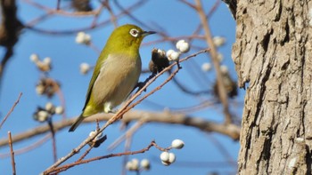 2023年12月10日(日) 奈良市水上池の野鳥観察記録