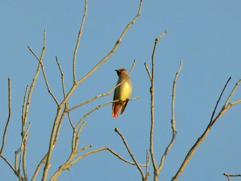 Japanese Waxwing 大阪府民の森むろいけ園地 Sun, 12/10/2023