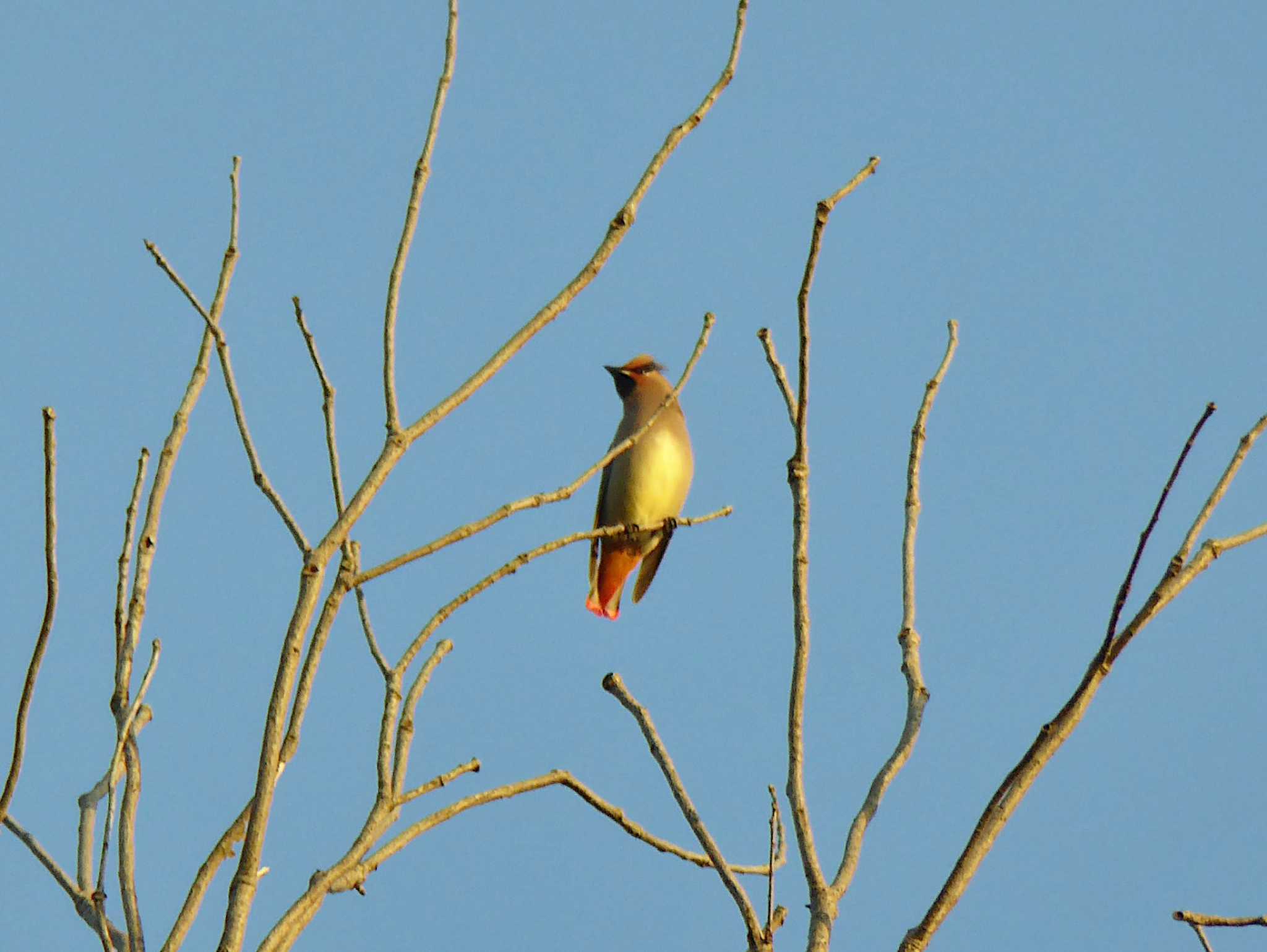 Photo of Japanese Waxwing at 大阪府民の森むろいけ園地 by Toshihiro Yamaguchi