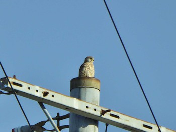 Common Kestrel 大阪府民の森むろいけ園地 Sun, 12/10/2023