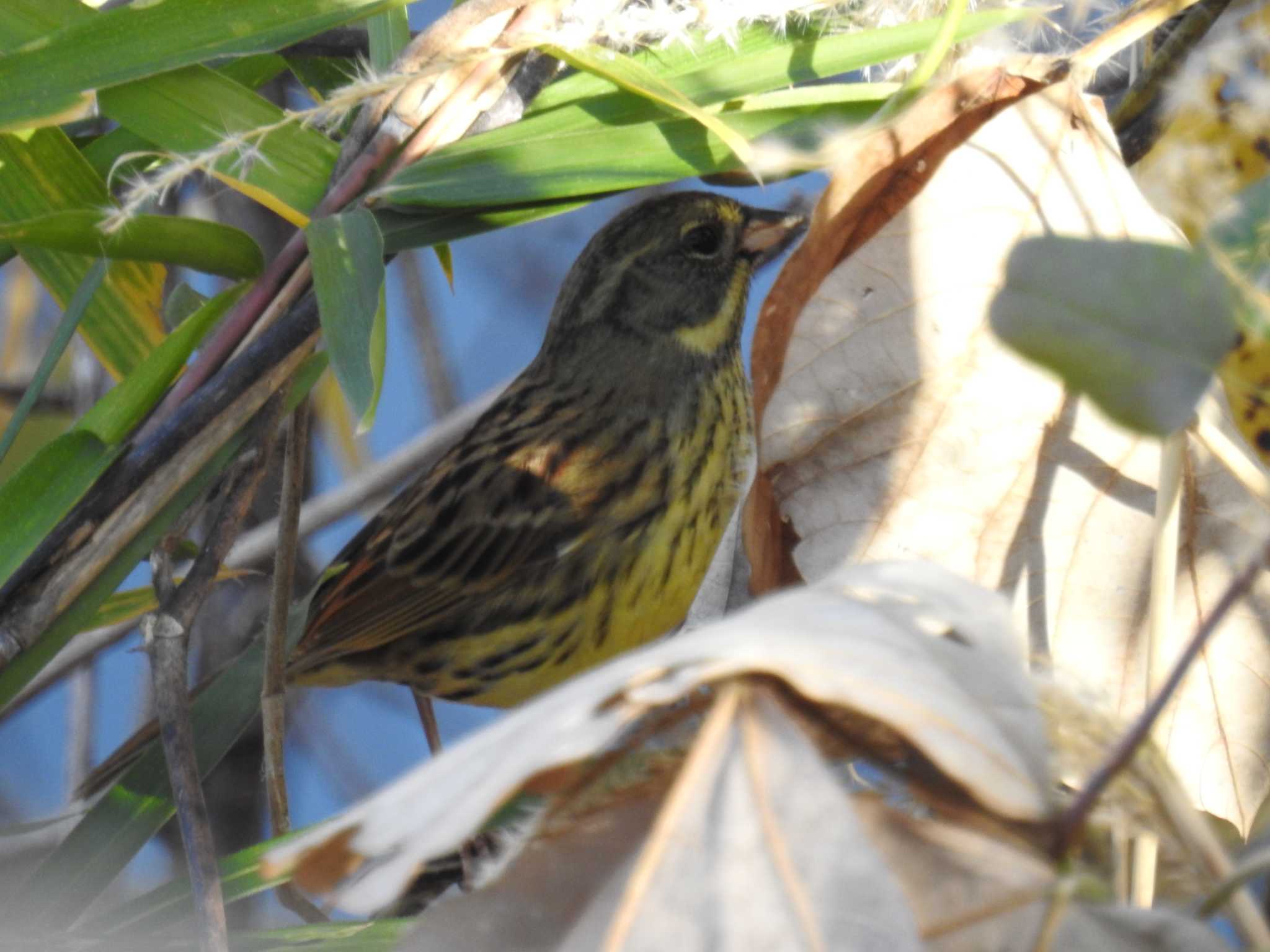 Masked Bunting