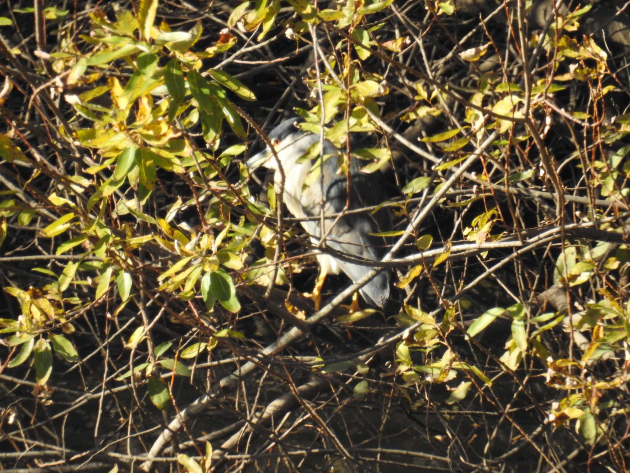 Black-crowned Night Heron