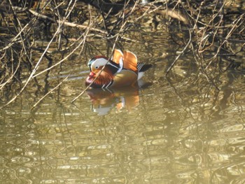 Sun, 12/10/2023 Birding report at 奈良山公園