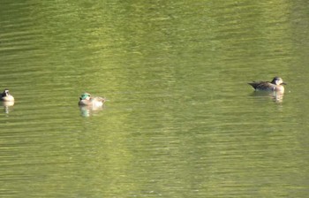 Baikal Teal 服部緑地公園 Fri, 12/8/2023