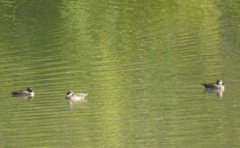 Baikal Teal 服部緑地公園 Fri, 12/8/2023