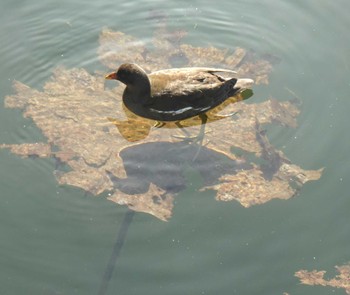 Common Moorhen 服部緑地公園 Fri, 12/8/2023