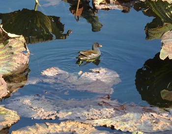 Common Moorhen 服部緑地公園 Fri, 12/8/2023