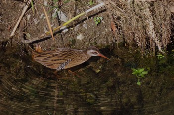 Brown-cheeked Rail Shakujii Park Sat, 12/9/2023