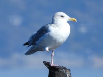 カモメ 別府上人が浜 2023年12月10日(日)