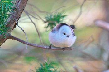 Long-tailed tit(japonicus) Tomakomai Experimental Forest Sun, 12/10/2023