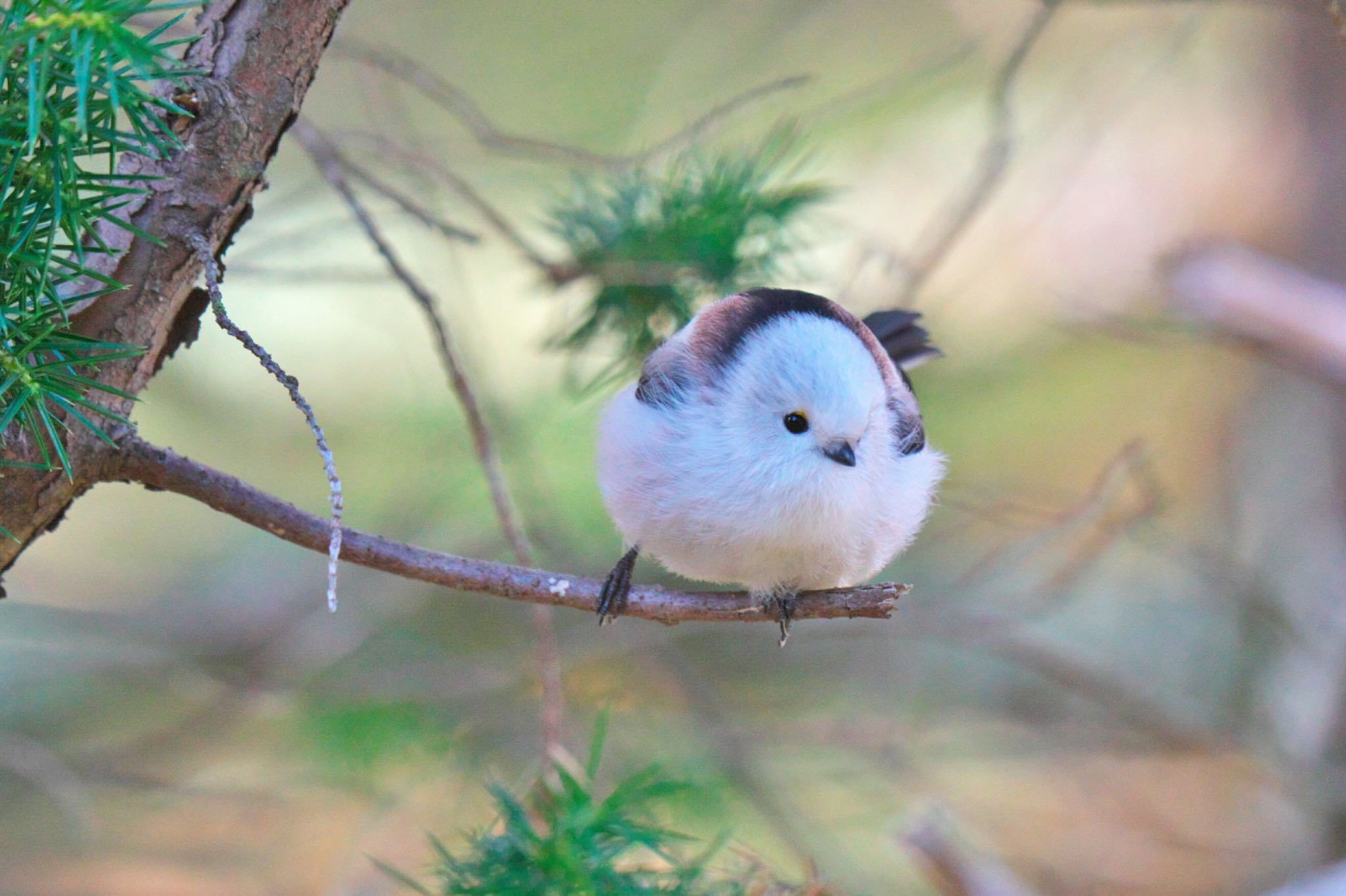 Photo of Long-tailed tit(japonicus) at Tomakomai Experimental Forest by minamikaze777