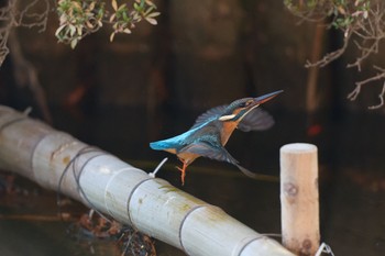 2023年12月10日(日) 大阪府の野鳥観察記録