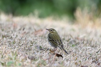 ビンズイ 馬見丘陵公園 2023年12月9日(土)