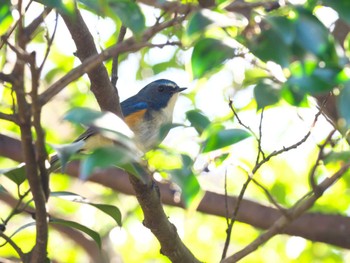 Red-flanked Bluetail 荒幡富士市民の森 Sun, 12/10/2023