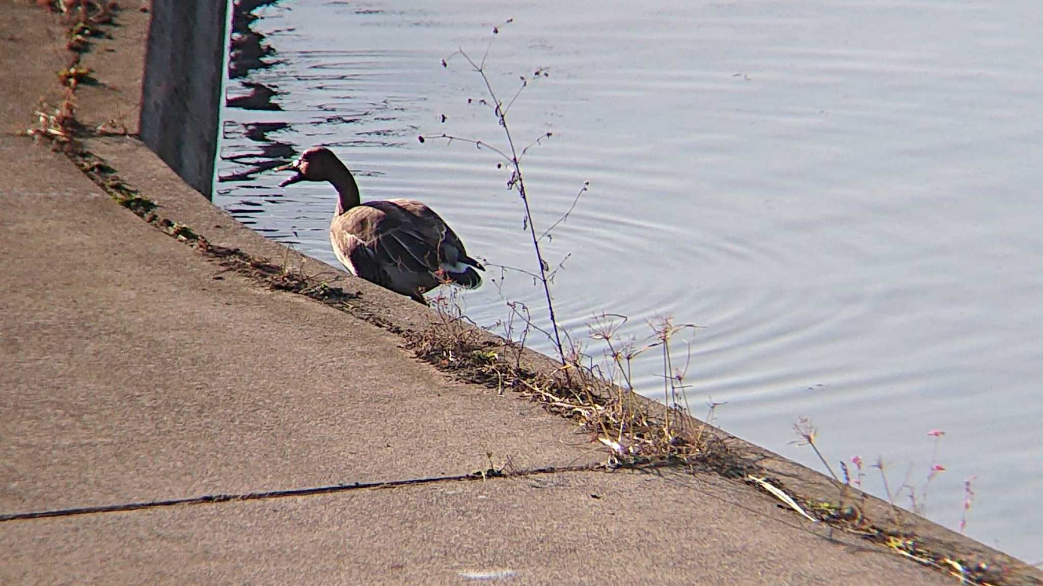 Photo of Taiga Bean Goose at 境川遊水地公園 by ミサゴ好き🐦