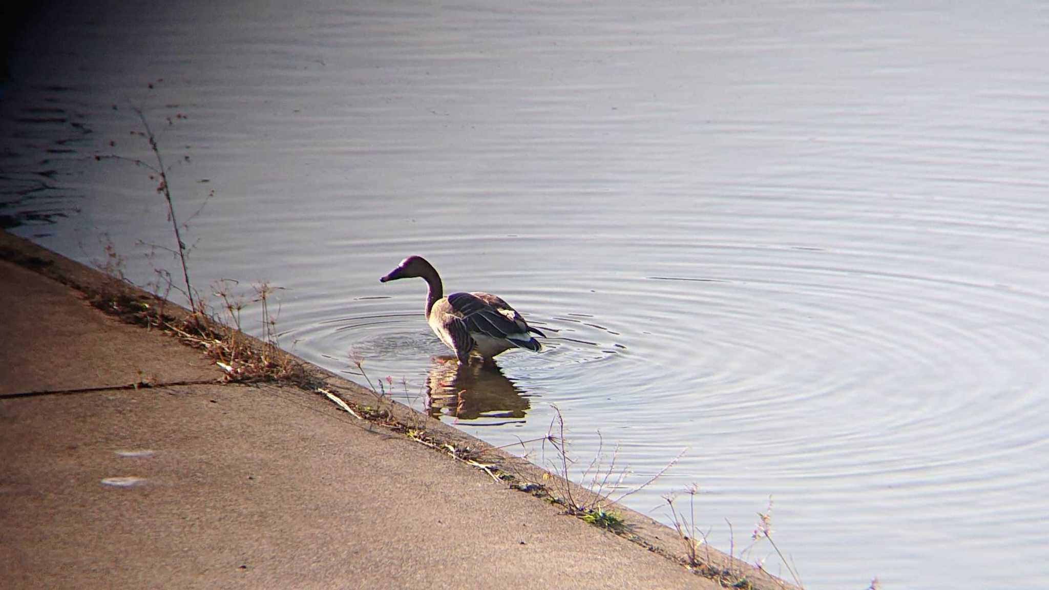 Photo of Taiga Bean Goose at 境川遊水地公園 by ミサゴ好き🐦