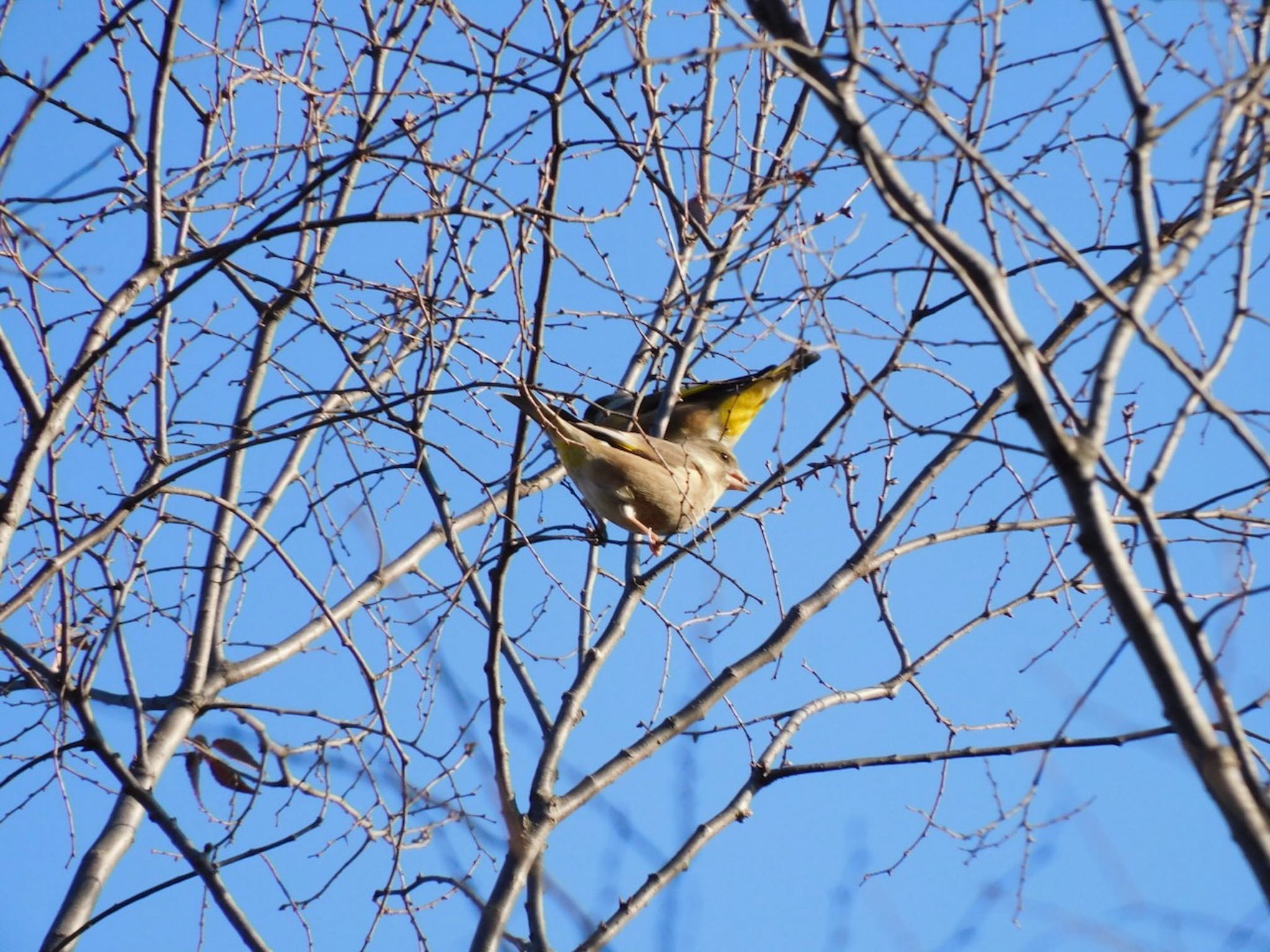 Photo of Grey-capped Greenfinch at Higashitakane Forest park by 杜鵑