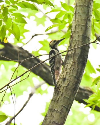 White-backed Woodpecker(subcirris) Tomakomai Experimental Forest Fri, 6/8/2018