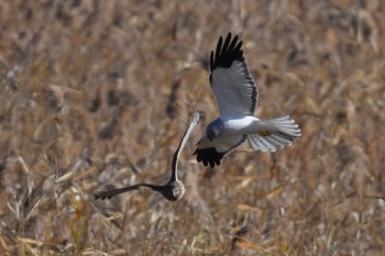 Hen Harrier 諌早湾干拓地 Fri, 12/8/2023