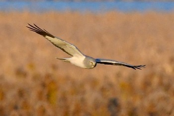 Hen Harrier 諌早湾干拓地 Fri, 12/8/2023