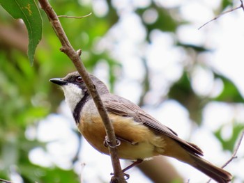 アカハラモズヒタキ Tidbinbilla Nature Reserve, ACT, Australia 2023年12月10日(日)