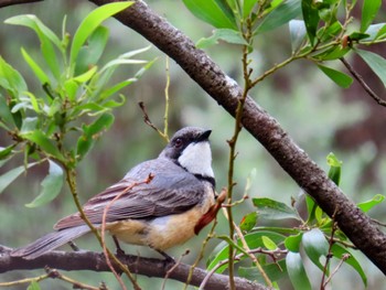 アカハラモズヒタキ Tidbinbilla Nature Reserve, ACT, Australia 2023年12月10日(日)