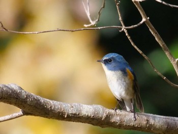 Red-flanked Bluetail 市川市 Sun, 12/10/2023