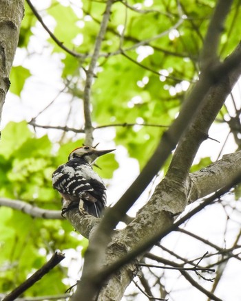 White-backed Woodpecker(subcirris) Tomakomai Experimental Forest Fri, 6/8/2018