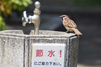 Eurasian Tree Sparrow Terugasaki Beach Thu, 7/27/2023