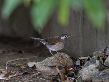 2023年12月10日(日) 葛西臨海公園の野鳥観察記録