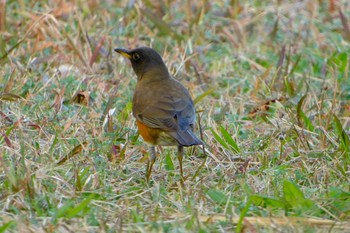 Brown-headed Thrush(orii) Kasai Rinkai Park Sun, 12/10/2023