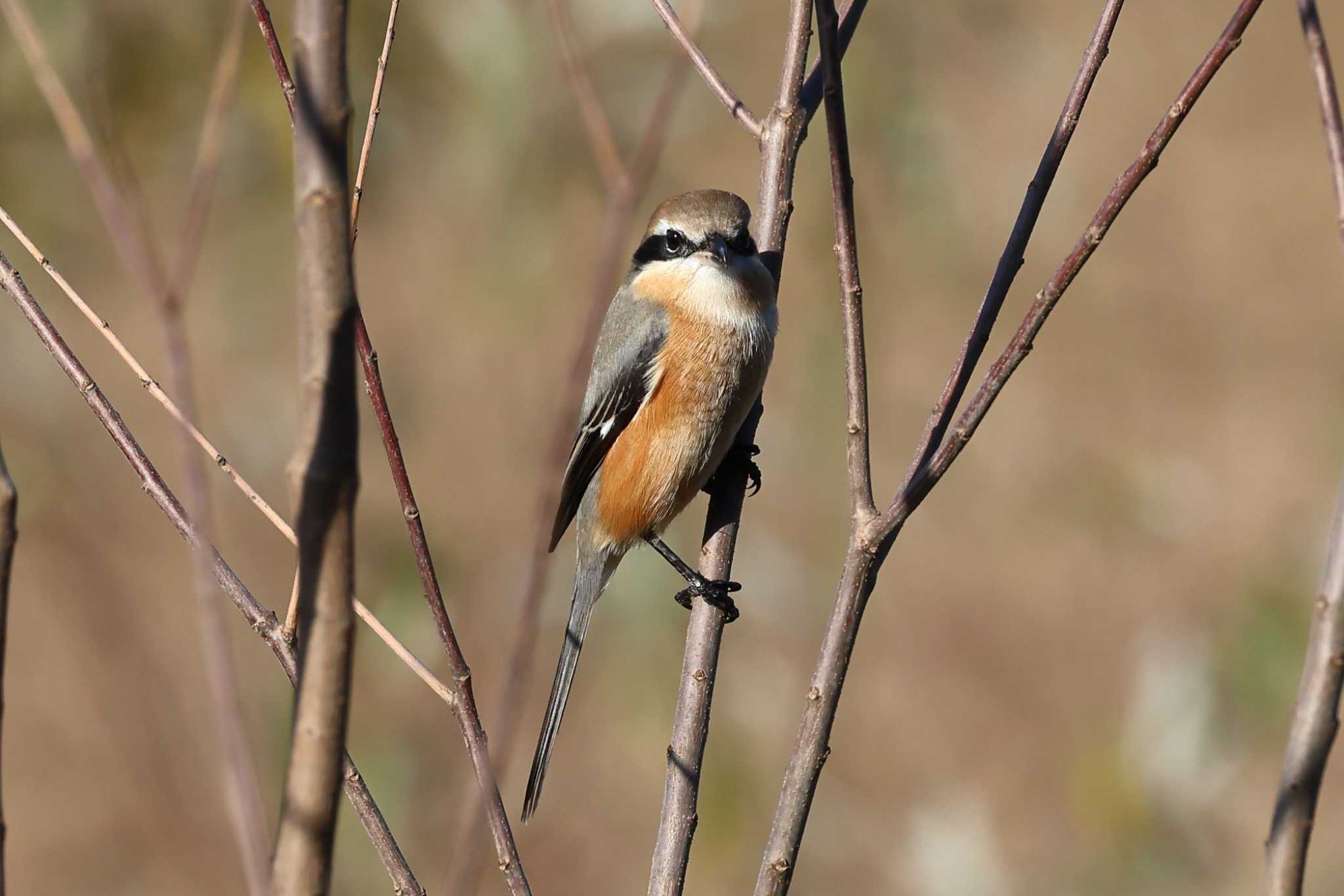 Photo of Bull-headed Shrike at 平谷川 by いわな