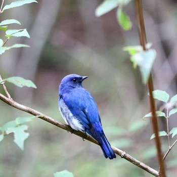 Blue-and-white Flycatcher Lake Kawaguchiko Wed, 9/19/2018