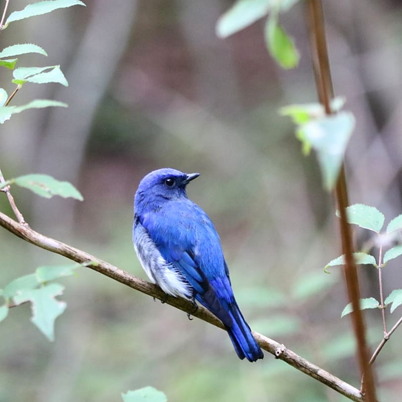 Photo of Blue-and-white Flycatcher at Lake Kawaguchiko by ats13