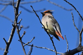 Japanese Waxwing 愛知県 Sat, 12/9/2023