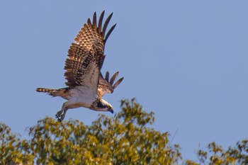 Osprey 島田川河口(山口県) Sun, 12/10/2023